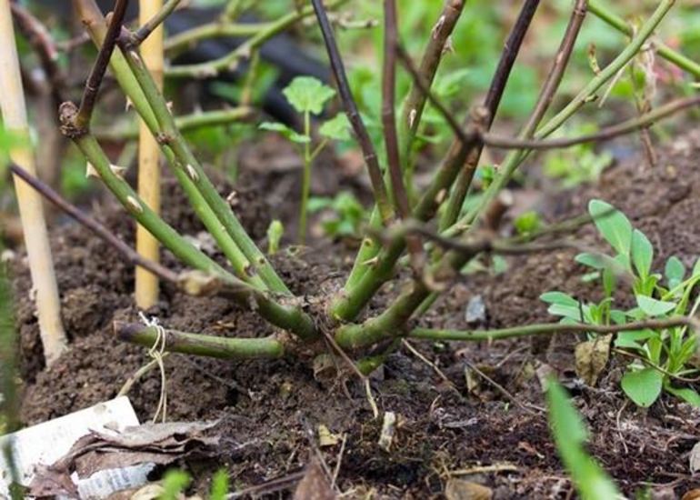 Hoe rozen voor te bereiden op de winter