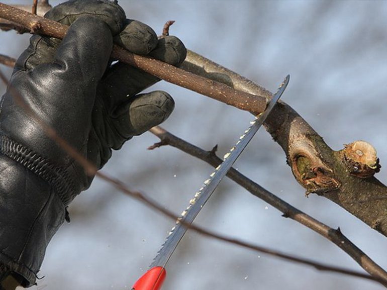 Pangkalahatang mga prinsipyo ng pruning