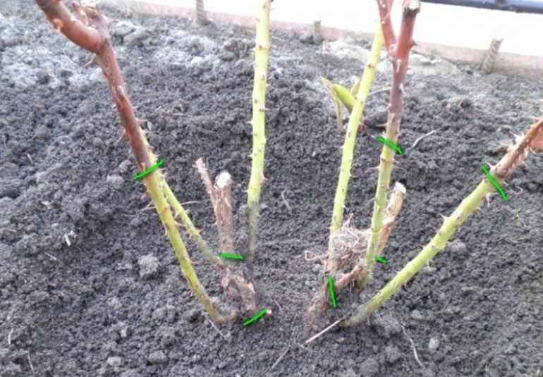 Hoe rozen voor te bereiden op de winter in de buitenwijken