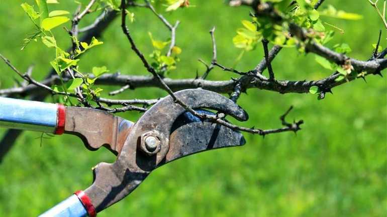 Dagdagan ang pagiging produktibo ng Tree