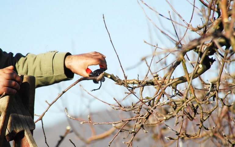 Appelboom snoeien