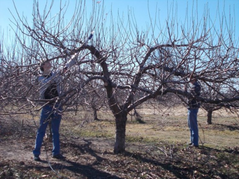 Apple verjonging