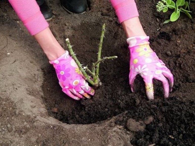 Pruning rosas sa taglagas