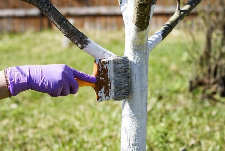 Manieren om bomen te witten