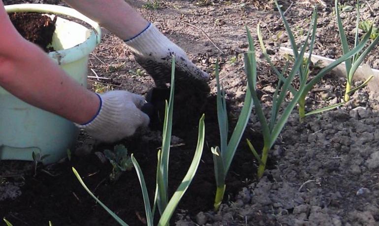 De regels voor het planten van knoflook