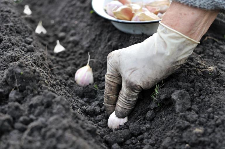 In de herfst knoflook planten