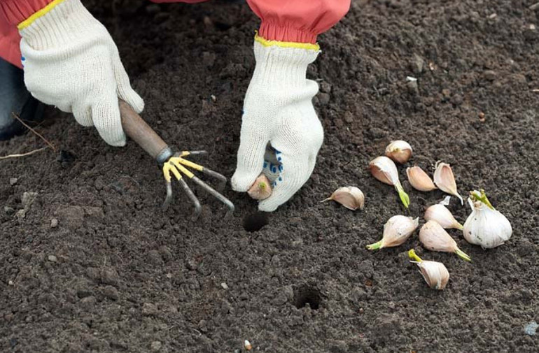 Hoe knoflook te planten