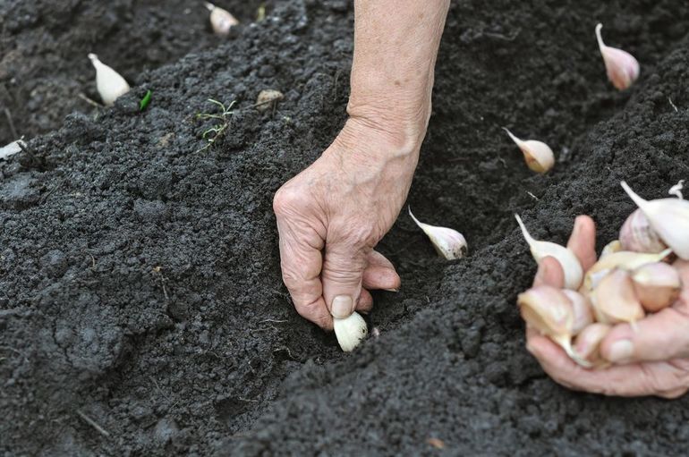 De regels voor het planten van knoflook