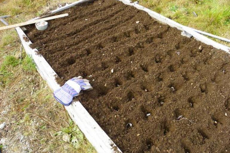 De afstand bij het planten van knoflook