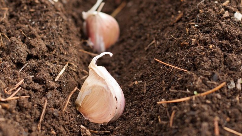 Knoflook planten en kweken