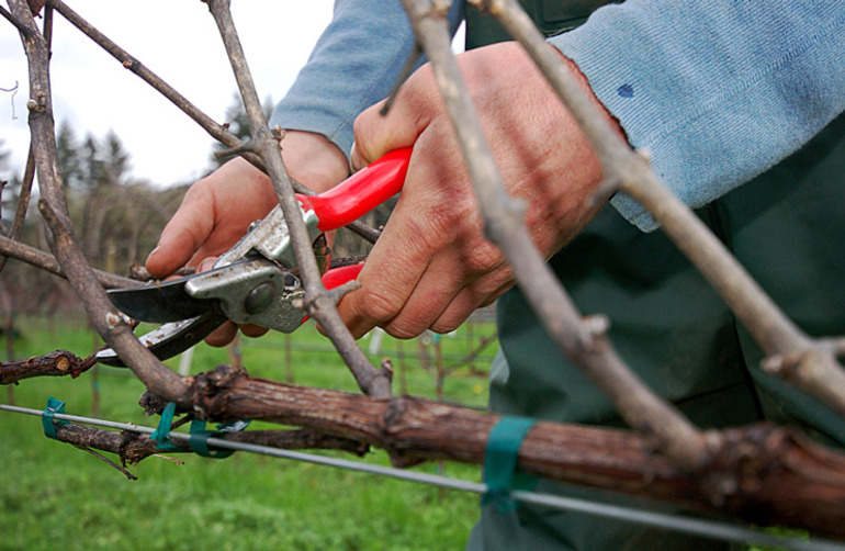 Autumn grape pruning para sa mga nagsisimula