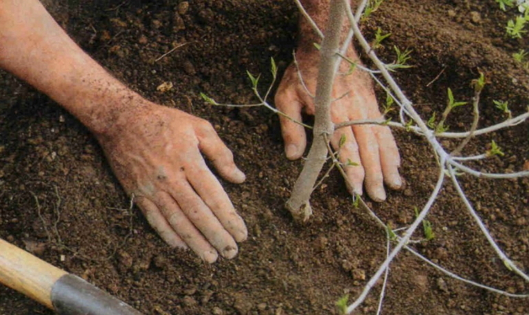 Regels voor het planten van een peer