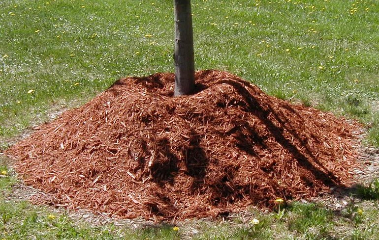 Ibuhos ang pit mulch