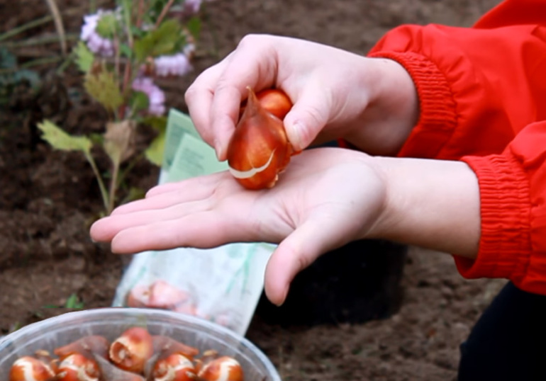 Tulpenbollen voorbereiden op planten in de herfst