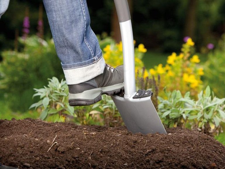 De grond klaarmaken voor het planten van tulpen