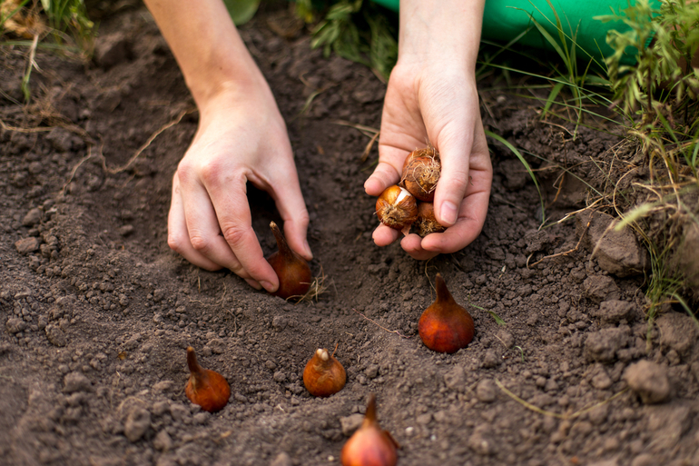 Høst tulipanplanting