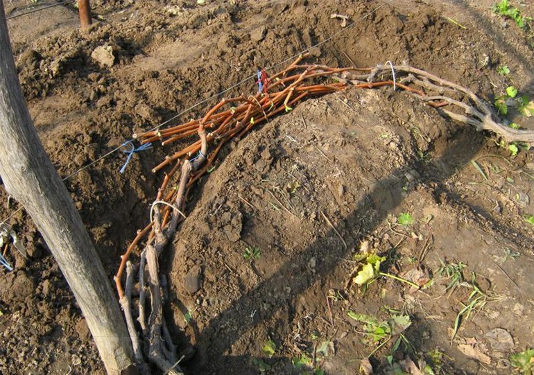 Schuilplaats van druiven voor de winter in de regio Moskou