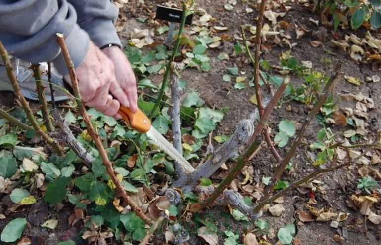 Pruning rosas bush