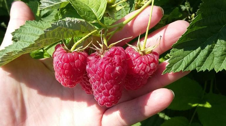 Raspberry-variëteit repareren