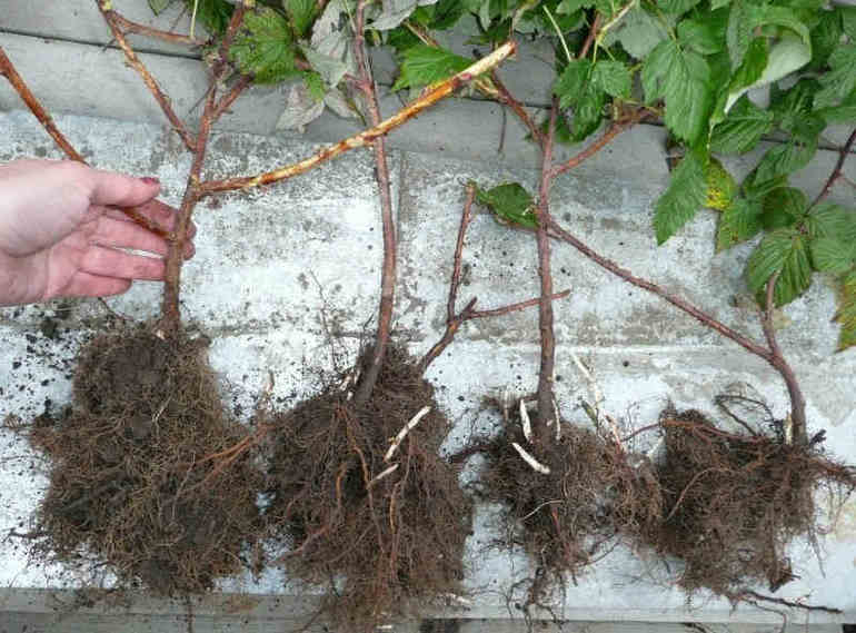 Stekken in de grond planten