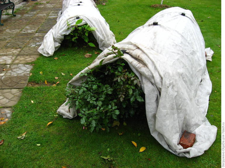 Mga Pinakamahusay na Panahon ng Tirahan para sa Rose Bushes