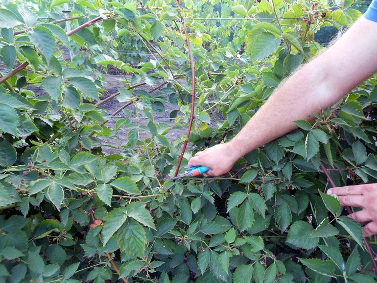 Pruning ng blackberry sa taglagas