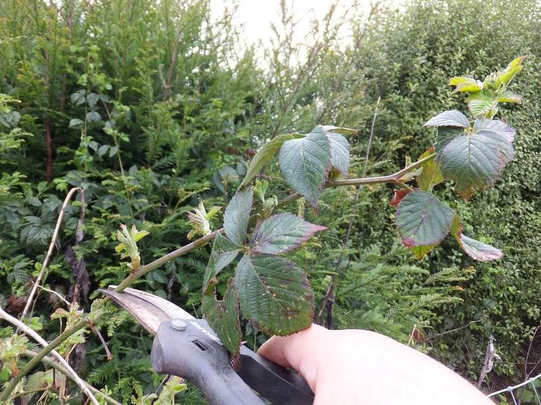 Pagbubuo ng Blackberry Bushes