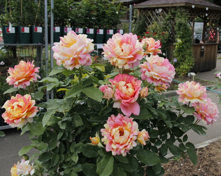 Planter av slekten Floribund