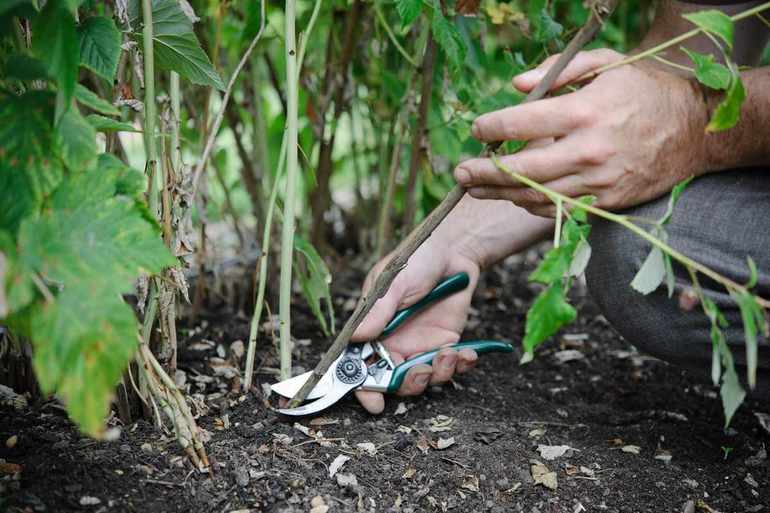 Pruning ng Blackberry Autumn