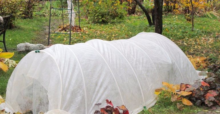 Blackberry Shelter for the Winter