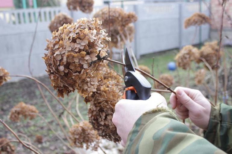 Ang pruning ng hydrangea noong taglagas