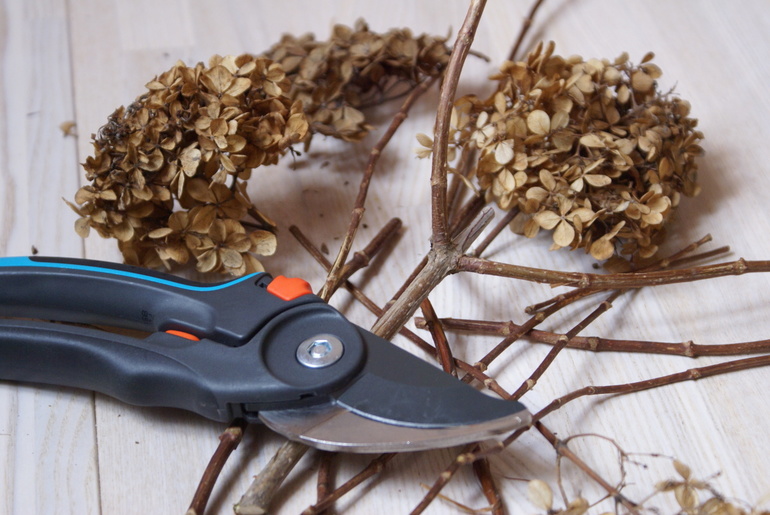  prutas ng hydrangea pruning sa taglagas