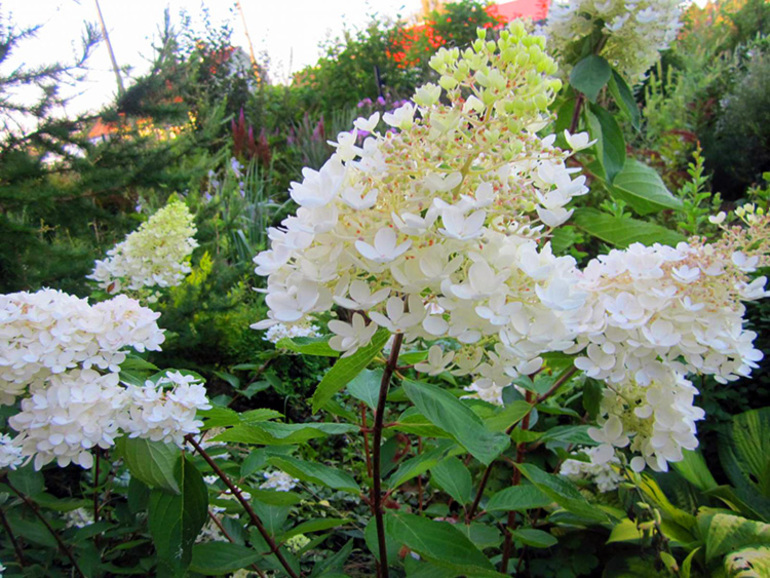 Kailangan ko bang i-trim ang panicle hydrangea para sa taglamig