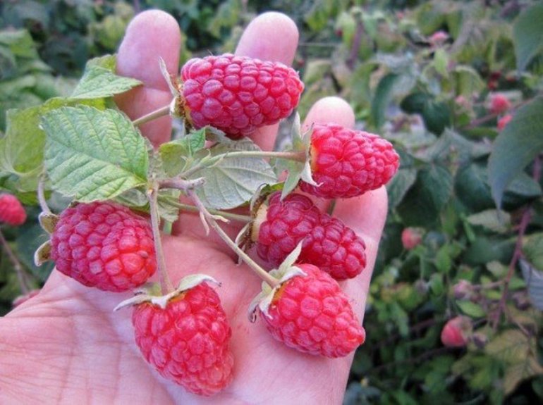 Pruning sa pag-aayos ng mga raspberry sa Autumn para sa mga nagsisimula