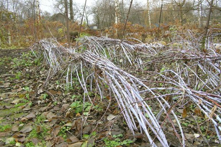 Moet ik reparatieframbozen meenemen voor de winter