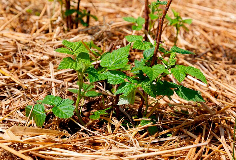 Mulch Frambozen