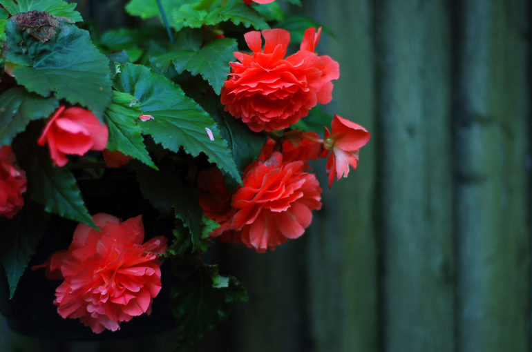 Hvordan holde begonia om vinteren i en leilighet