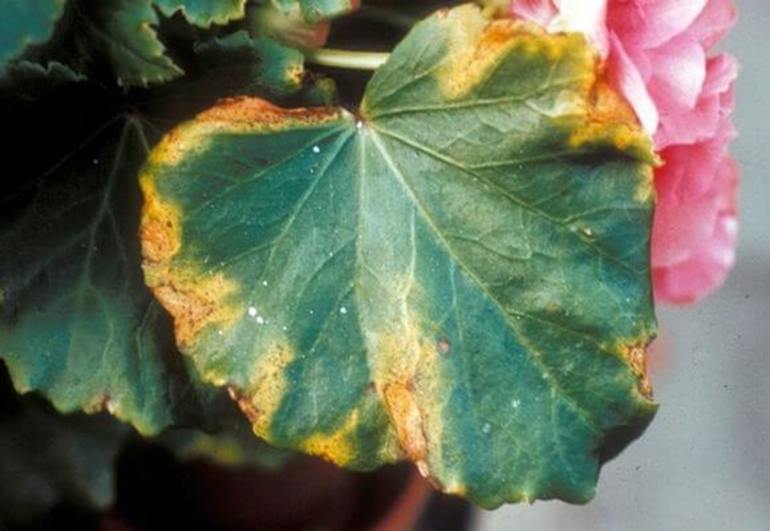 Hvordan holde begonia om vinteren