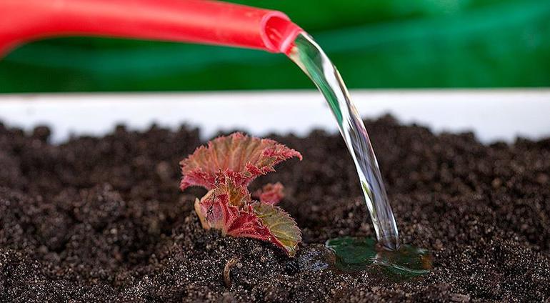 Begonia's verzorgen in de winter