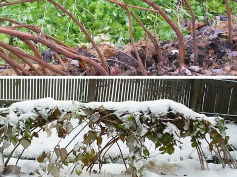 Hoe frambozen voor de winter te bereiden