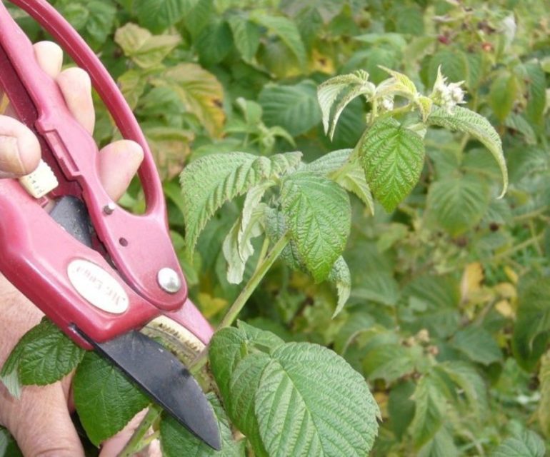 Frambozen planten