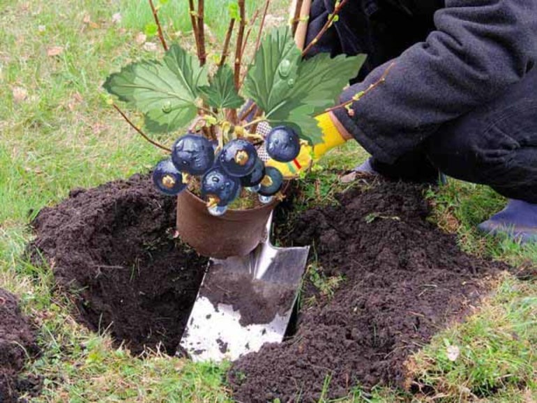 Å plante rips om høsten