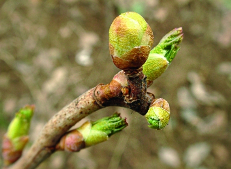 In welke maand, hoe krenten in de herfst te planten