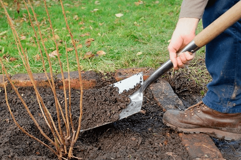 Hoe krenten te planten in de herfst