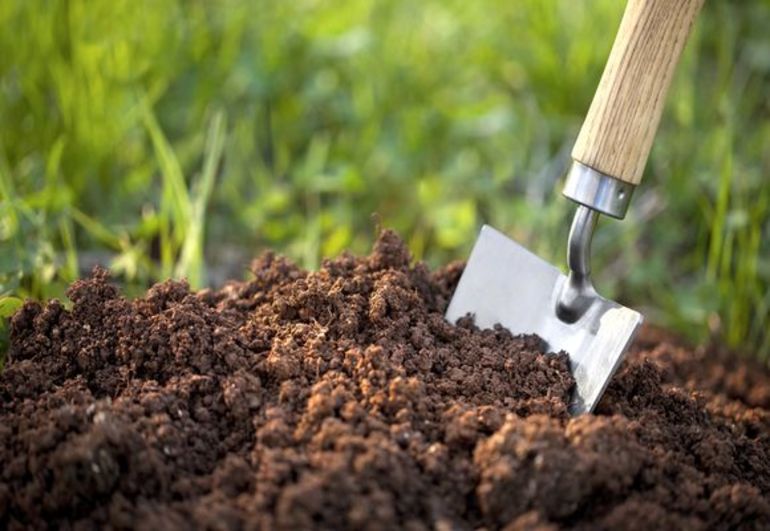 Hoe zwarte bessen in de herfst te planten