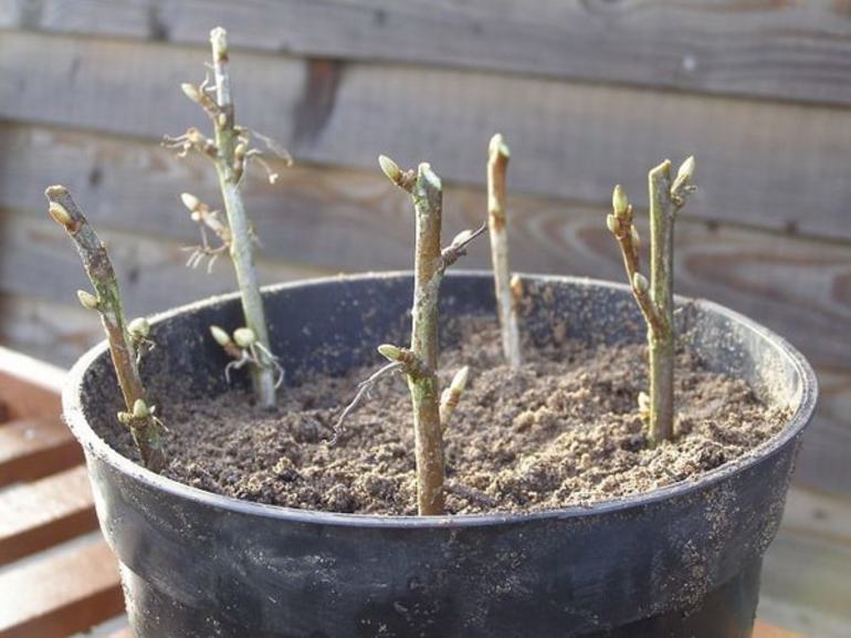 Hoe zwarte bessen in de herfst te planten