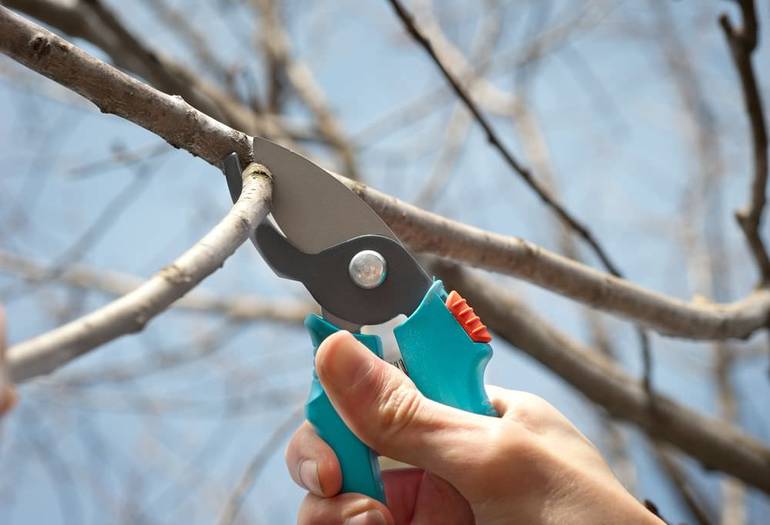 Pruning ng prutas sa taglagas