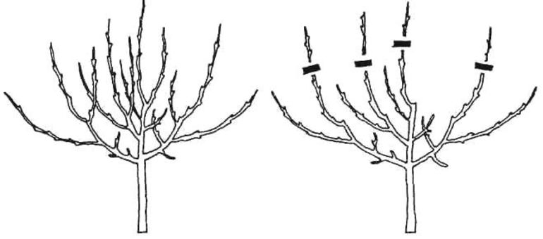 Scheme ng pruning ng taglagas ng taglagas