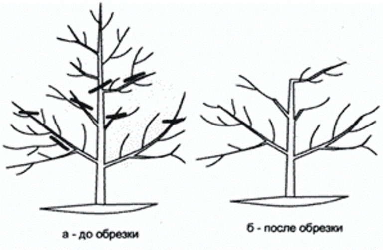 Pruning ng prutas sa taglagas