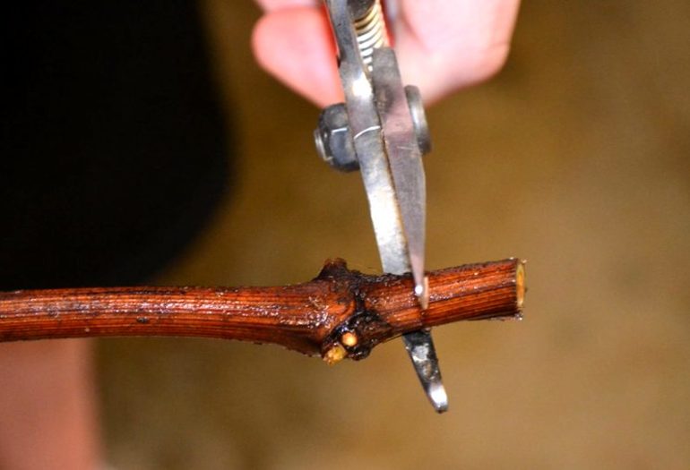 Hoe druiven met stekken in de herfst te vermeerderen